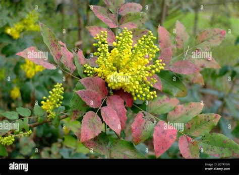 Mahonia Aquifolium - Oregon-Traube, Oregon-Stechpalme